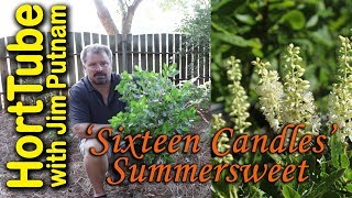 Sixteen Candles Summersweet  Native Fragrant Hardy and Flowering [upl. by Notyal]