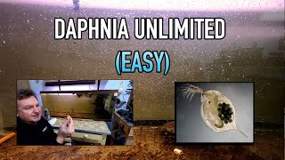 How I Raise Daphnia Water Fleas And You Can Too [upl. by Mirabelle644]