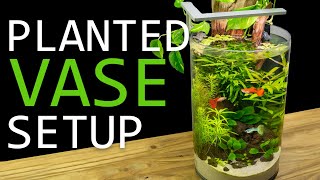 Building a Planted Vase Guppy Aquarium [upl. by Anitahs]