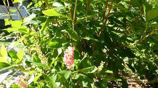 Clethra Alnifolia Ruby Spice 4K UHD [upl. by Kennet]