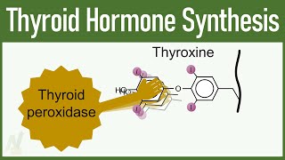 Thyroid Hormone Synthesis [upl. by Medin]