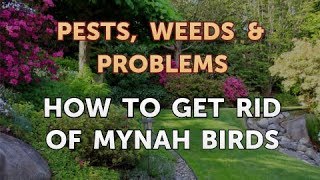 How to Get Rid of Mynah Birds [upl. by Gagnon825]