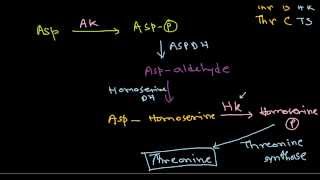 Amino acid synthesis [upl. by Carboni]