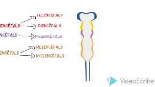 VESICULAS ENCEFÁLICAS [upl. by Hennie]