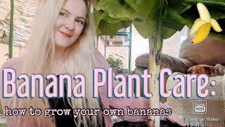 Banana Plant Care  How to Grow Your Own Bananas  Musa Acuminata [upl. by Yuk]