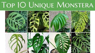 Top 10 Unique Monstera You Must Have [upl. by Uile]