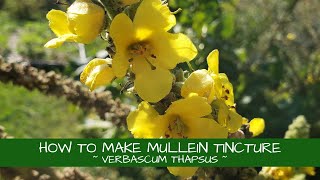 Learn How to Make Mullein Tincture Verbascum thapsus [upl. by Atinad]