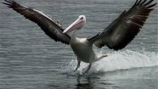 Exotic Birds  Australian Pelicans Skimming Over Water [upl. by Nodyl]