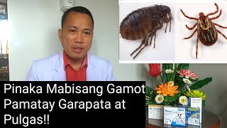 Pinaka Mabisang Gamot Pamatay Garapata At Pulgas [upl. by Acinnad]