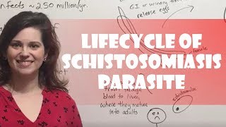 Lifecycle of Schistosomiasis Parasite [upl. by Ellekcim967]