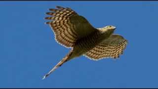 Sparrowhawk Bird Call Bird Song [upl. by Artinahs579]