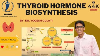 Thyroid Hormone Biosynthesis [upl. by Anastassia374]