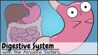 Digestive System [upl. by Mook]