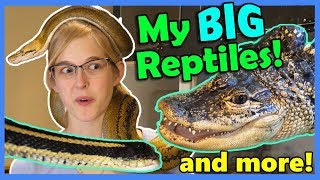 Reptile House Tour Part 2 [upl. by Ycniuqed]