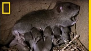 Momma Rat 15000 Babies a Year  National Geographic [upl. by Akahc857]