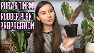 How To Care For Variegated Ficus Elastica  Rubber Plant Care Tips 2021 [upl. by Notniuqal273]