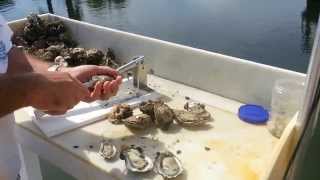 Oyster Kracker Oyster Shucker and Clam Opener [upl. by Ecirahc]