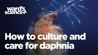 Caring and Culturing for Daphnia [upl. by Assillim]