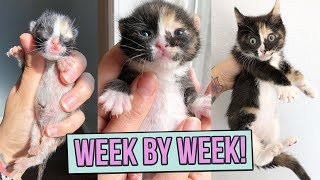 Learn How Baby Kittens Grow 08 Weeks [upl. by Aniez802]