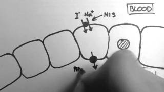 Thyroid Hormone Production [upl. by Eelrebma318]