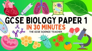 All of GCSE BIOLOGY Paper 1 in 30 minutes  The GCSE Science Teacher [upl. by Dolph]