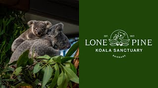 Lone Pine Koala Sanctuary Brisbane [upl. by Laoj]