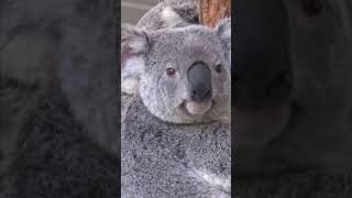 Lone Pine Koala Sanctuary Brisbane [upl. by Gavin]