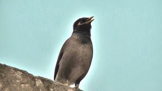 myna bird song  myna bird sound mynah bird singing [upl. by Nonnaehr185]