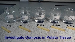 Osmosis Required Practical GCSE Biology [upl. by Hebe]