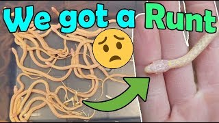 Our Albino Garter Snake Gave Birth [upl. by Kciderf]