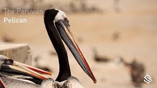 The Peruvian Pelican [upl. by Accire807]