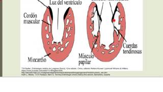 Embriología del sistema cardiovascular [upl. by Annaoi]