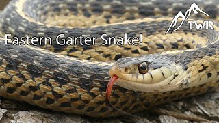 The Eastern Garter Snake Everything You Need To Know [upl. by Aelam]