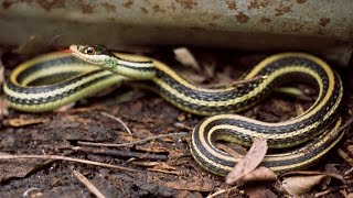 RIBBON SNAKE  facts amp Information [upl. by Gio]