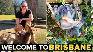 BRISBANE Australia  Koalas Everywhere Lone Pine Koala Sanctuary [upl. by Artemla584]