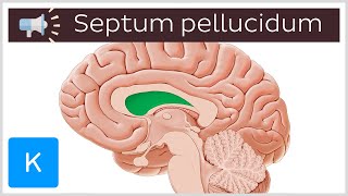 Septum pellucidum  Anatomical Terms Pronunciation by Kenhub [upl. by Taveda491]