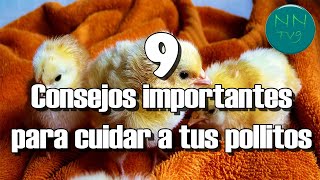 9 Consejos importantes para cuidar a tus pollitos [upl. by Philine918]