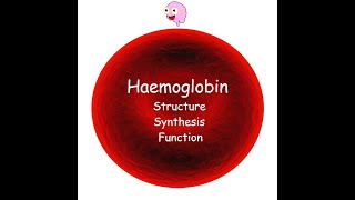 Part 3 Haemoglobin  Structure Synthesis Types and Function [upl. by Amerd]