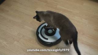 Cat shows HOW TO use iRobot Roomba Vacuum [upl. by Akeit]