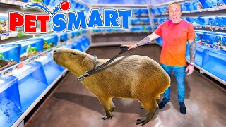 Taking My Capybara to PetSmart [upl. by Htez]