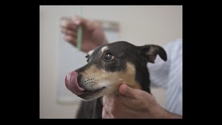 Easy way to brush a dogs teeth [upl. by Borgeson406]