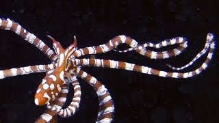 Wunderpus photogenicus in aquarium a beautiful small octopus [upl. by Cynthla]