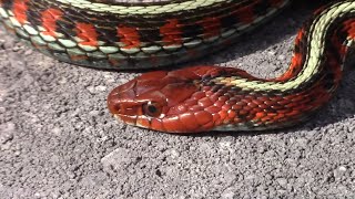 GARTER SNAKES And Why They’re The Coolest [upl. by Ahen]