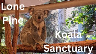 World Tour Australia S2  SE3 Lone Pine Koala Sanctuary [upl. by Duer]