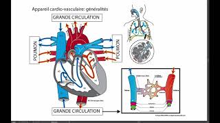 Développement du système cardiovasculaire [upl. by Aelber]