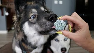 3 DIY Hacks To Clean Your Dogs Teeth [upl. by Ahselat458]