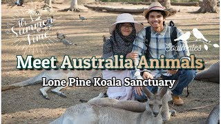 Australia LifeVisiting Lone Pine Koala Sanctuary [upl. by Kcirnek]