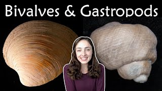 Mollusca Pt 2 Bivalves amp Gastropods Invertebrate Paleontology  GEO GIRL [upl. by Innoj842]