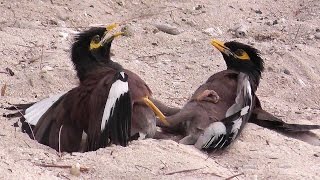 Mynah Birds Beos  Birds fight over a female [upl. by Nuj]