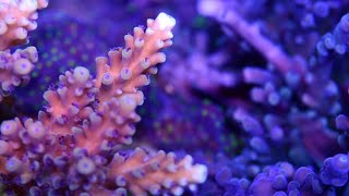 Best way to dose alkalinity in your reef tank [upl. by Ladin954]